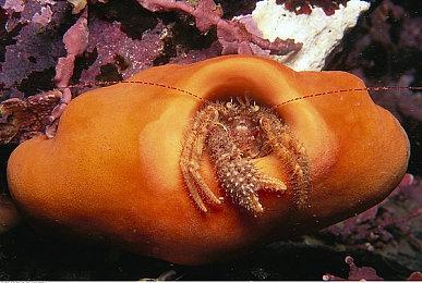 《星球大战绝地：幸存者》非官方优化办法来了 效果很明显